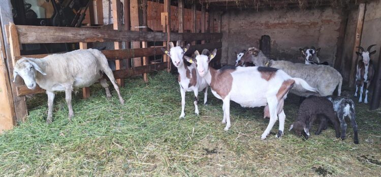 Bauernhoftiere erleben